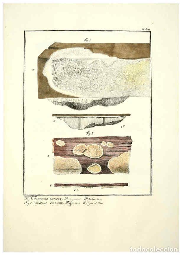 Collectionnisme de Revues et Journaux: Reproducci&oacute;n/Reproduction 6045873380: Figures des champignons, servant de suppl&eacute;ment aux planches de