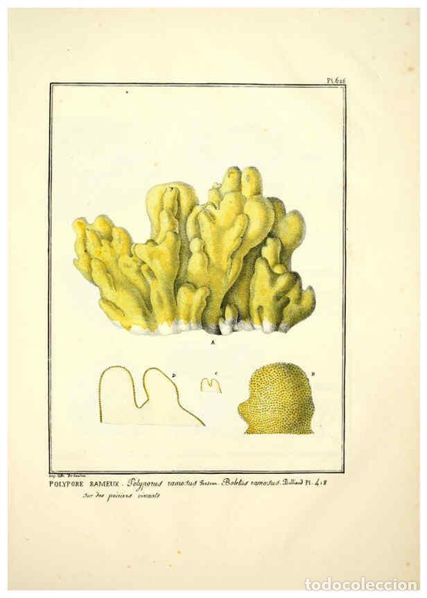 Collectionnisme de Revues et Journaux: Reproducci&oacute;n/Reproduction 6045857910: Figures des champignons, servant de suppl&eacute;ment aux planches de