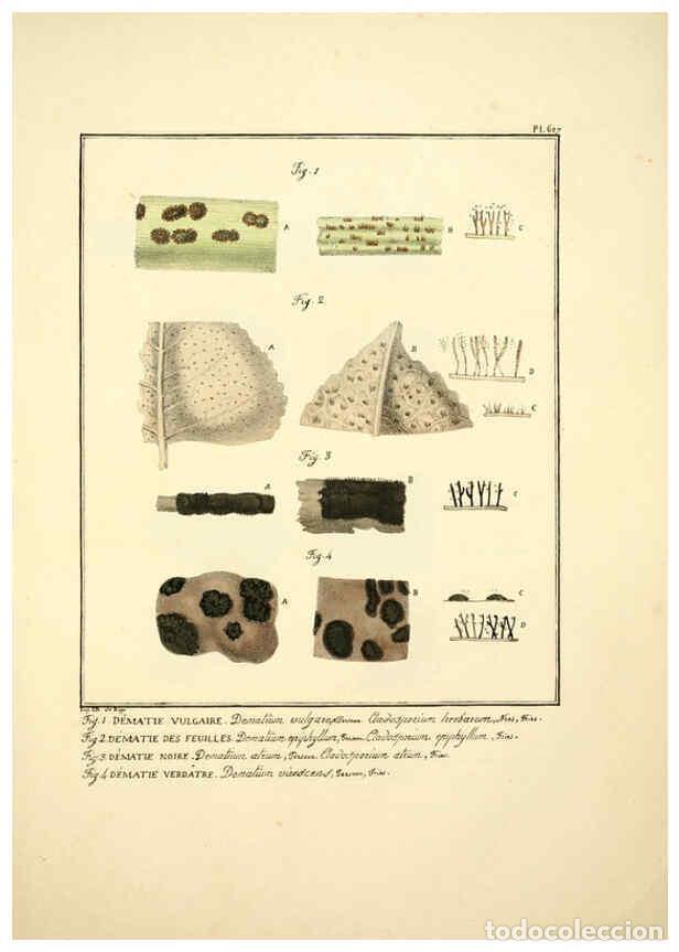 Collectionnisme de Revues et Journaux: Reproducci&oacute;n/Reproduction 6045860624: Figures des champignons, servant de suppl&eacute;ment aux planches de