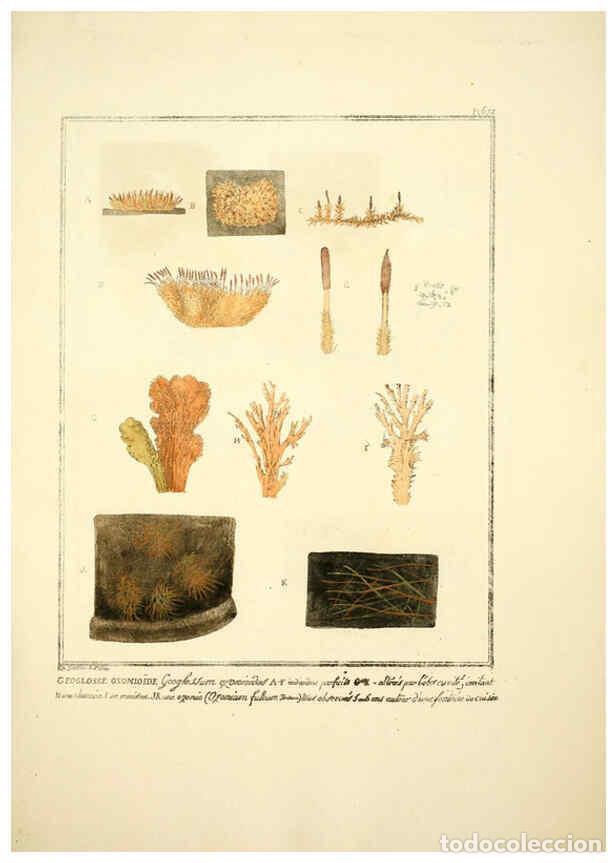 Collectionnisme de Revues et Journaux: Reproducci&oacute;n/Reproduction 6045868766: Figures des champignons, servant de suppl&eacute;ment aux planches de