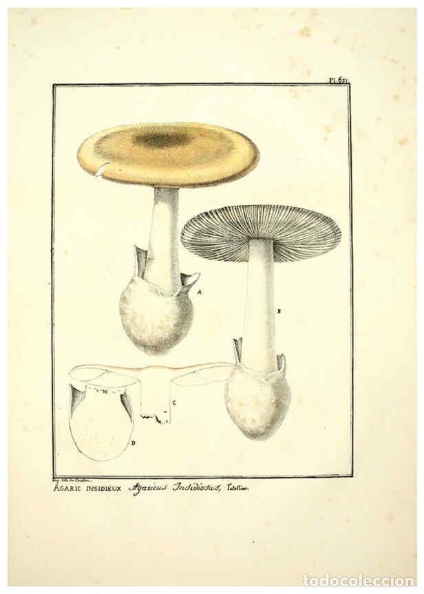 Collectionnisme de Revues et Journaux: Reproducci&oacute;n/Reproduction 6045308709: Figures des champignons, servant de suppl&eacute;ment aux planches de