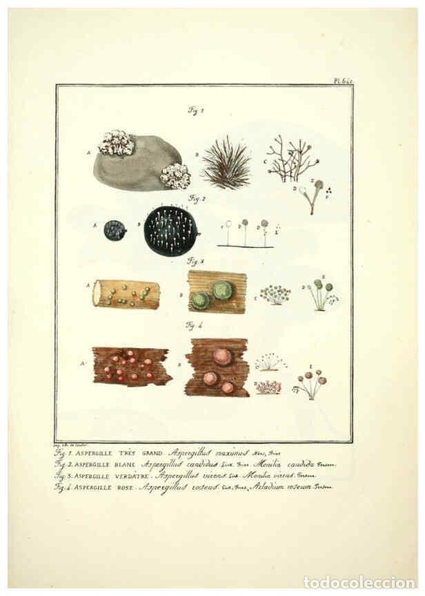 Collectionnisme de Revues et Journaux: Reproducci&oacute;n/Reproduction 6045311361: Figures des champignons, servant de suppl&eacute;ment aux planches de
