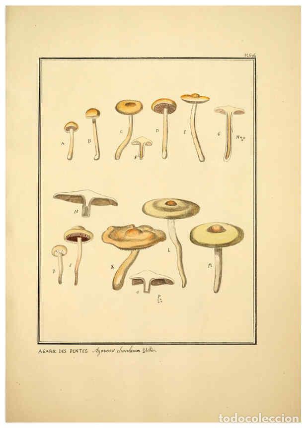 Collectionnisme de Revues et Journaux: Reproducci&oacute;n/Reproduction 6045319235: Figures des champignons, servant de suppl&eacute;ment aux planches de