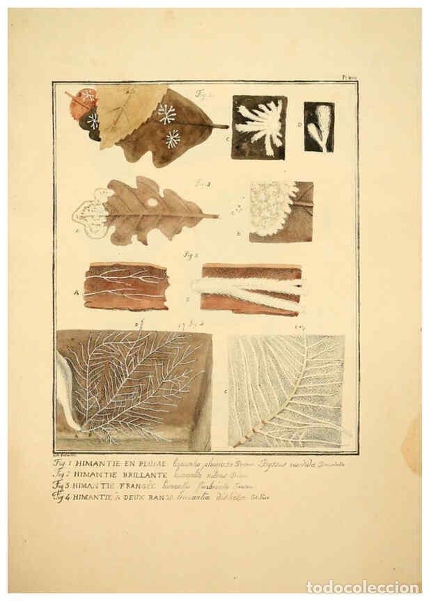 Collectionnisme de Revues et Journaux: Reproducci&oacute;n/Reproduction 6045315949: Figures des champignons, servant de suppl&eacute;ment aux planches de
