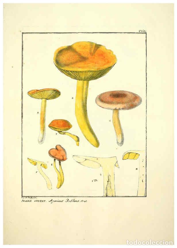 Collectionnisme de Revues et Journaux: Reproducci&oacute;n/Reproduction 6045320817: Figures des champignons, servant de suppl&eacute;ment aux planches de