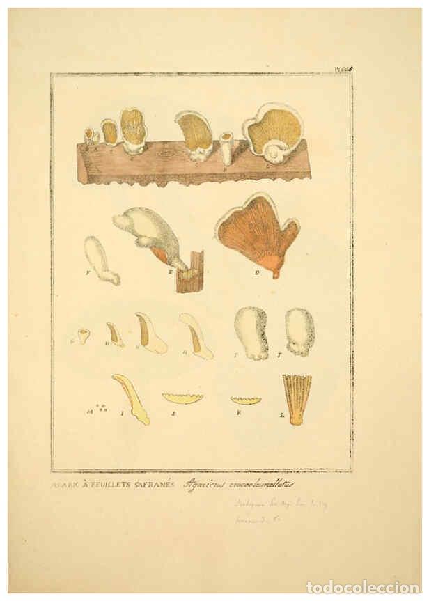 Collectionnisme de Revues et Journaux: Reproducci&oacute;n/Reproduction 6045867320: Figures des champignons, servant de suppl&eacute;ment aux planches de