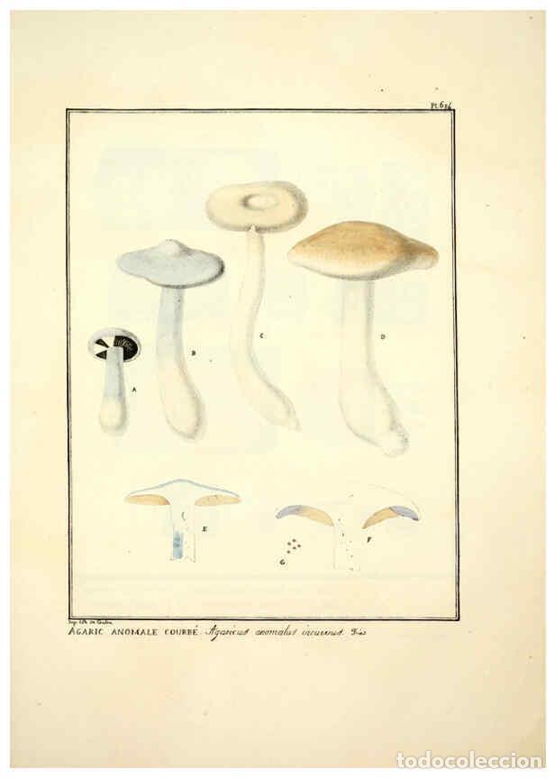 Collectionnisme de Revues et Journaux: Reproducci&oacute;n/Reproduction 6045309573: Figures des champignons, servant de suppl&eacute;ment aux planches de
