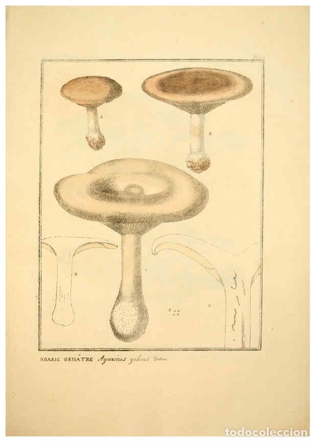 Collectionnisme de Revues et Journaux: Reproducci&oacute;n/Reproduction 6045868404: Figures des champignons, servant de suppl&eacute;ment aux planches de
