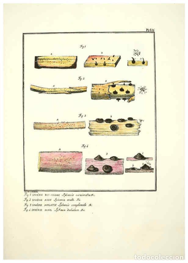 Collectionnisme de Revues et Journaux: Reproducci&oacute;n/Reproduction 6045872518: Figures des champignons, servant de suppl&eacute;ment aux planches de
