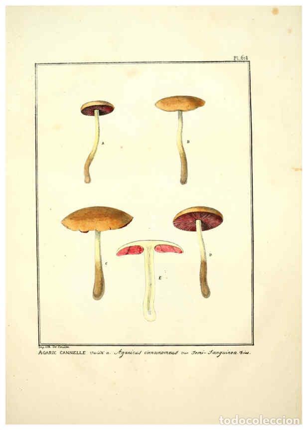 Collectionnisme de Revues et Journaux: Reproducci&oacute;n/Reproduction 6045856020: Figures des champignons, servant de suppl&eacute;ment aux planches de