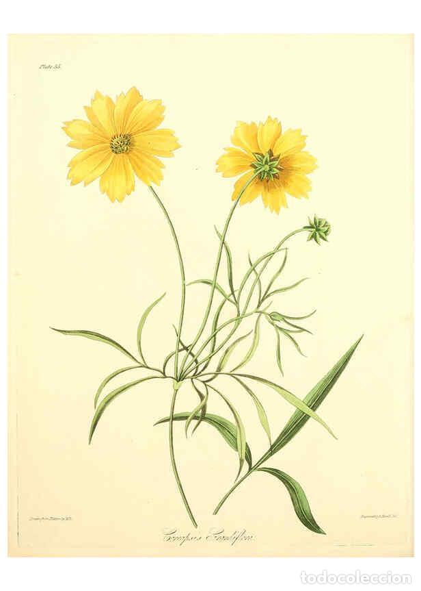 Collectionnisme de Revues et Journaux: Reproducci&oacute;n/Reproduction 6048970193: Floral illustrations of the seasons London,Robert Havell,1831