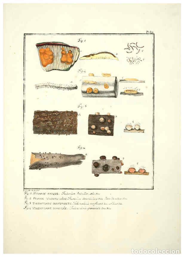 Collectionnisme de Revues et Journaux: Reproducci&oacute;n/Reproduction 6045873578: Figures des champignons, servant de suppl&eacute;ment aux planches de