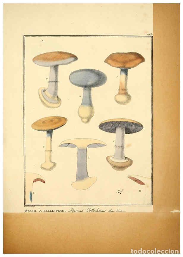 Collectionnisme de Revues et Journaux: Reproducci&oacute;n/Reproduction 6045314111: Figures des champignons, servant de suppl&eacute;ment aux planches de