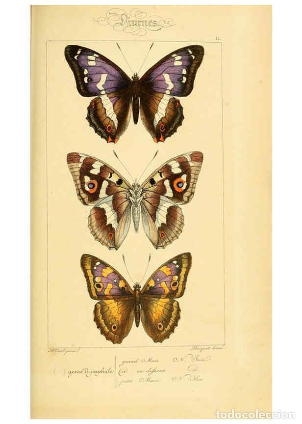 Colecionismo de Revistas e Jornais: Reproducci&oacute;n/Reproduction 6053817456: Histoire naturelle des l&eacute;pidopt&egrave;res d'Europe Paris :L. de Bure