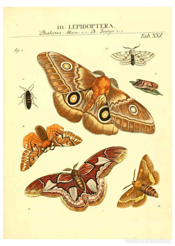 Colecionismo de Revistas e Jornais: Reproducci&oacute;n/Reproduction 6053202054: Genera insectorum Linnaei et Fabricii iconibus illustrata. c.1
