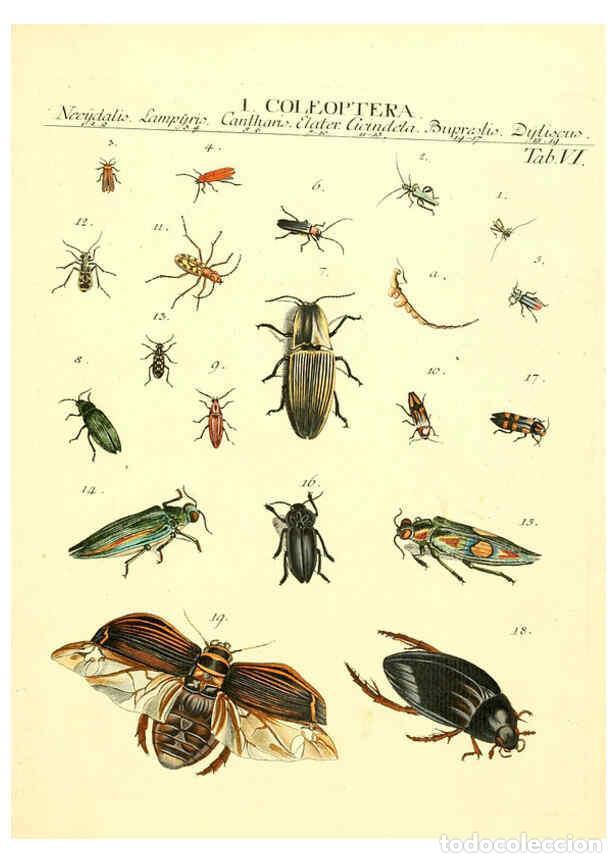 Colecionismo de Revistas e Jornais: Reproducci&oacute;n/Reproduction 6053194646: Genera insectorum Linnaei et Fabricii iconibus illustrata. c.1