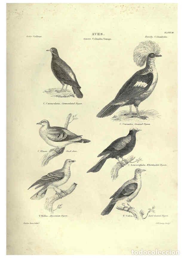 Colecionismo de Revistas e Jornais: Reproducci&oacute;n/Reproduction 6053337942: Illustrations of zoology Glasgow,John Joseph Griffin and Co.,;