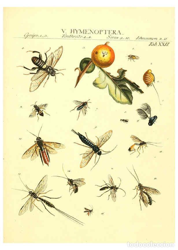 Colecionismo de Revistas e Jornais: Reproducci&oacute;n/Reproduction 6053203922: Genera insectorum Linnaei et Fabricii iconibus illustrata. c.1