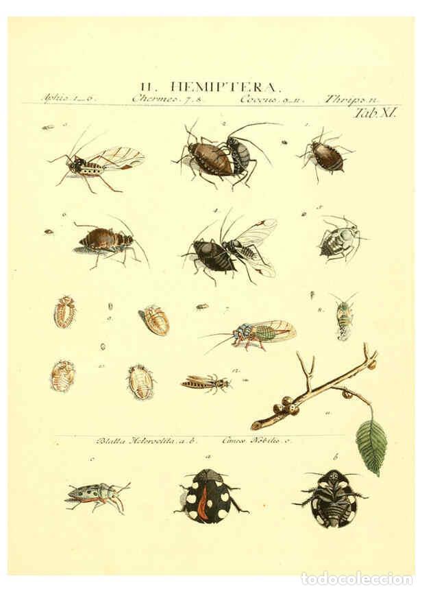 Colecionismo de Revistas e Jornais: Reproducci&oacute;n/Reproduction 6052645975: Genera insectorum Linnaei et Fabricii iconibus illustrata. c.1