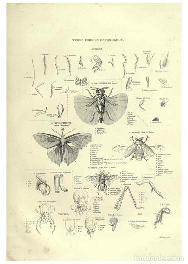 Colecionismo de Revistas e Jornais: Reproducci&oacute;n/Reproduction 6053351172: Illustrations of zoology Glasgow,John Joseph Griffin and Co.,;