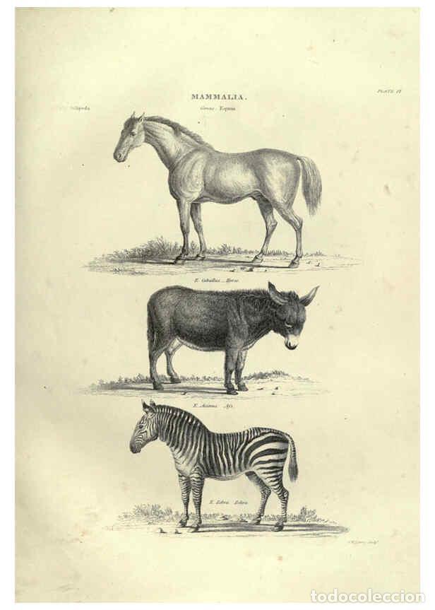 Colecionismo de Revistas e Jornais: Reproducci&oacute;n/Reproduction 6052783259: Illustrations of zoology Glasgow,John Joseph Griffin and Co.,;