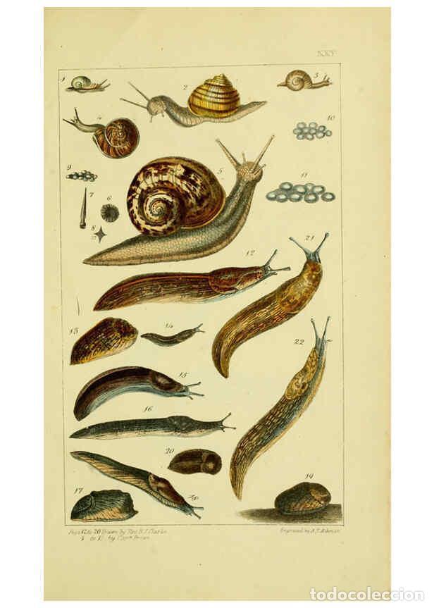 Colecionismo de Revistas e Jornais: Reproducci&oacute;n/Reproduction 6052404863: Illustrations of the land and fresh water conchology of Great