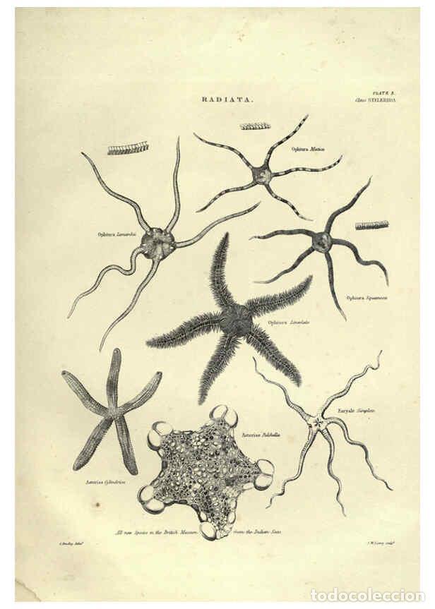 Colecionismo de Revistas e Jornais: Reproducci&oacute;n/Reproduction 6053352538: Illustrations of zoology Glasgow,John Joseph Griffin and Co.,;