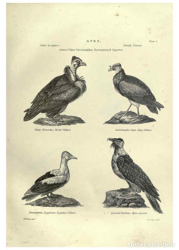 Colecionismo de Revistas e Jornais: Reproducci&oacute;n/Reproduction 6053334912: Illustrations of zoology Glasgow,John Joseph Griffin and Co.,;