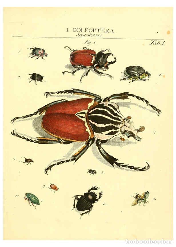 Colecionismo de Revistas e Jornais: Reproducci&oacute;n/Reproduction 6053192532: Genera insectorum Linnaei et Fabricii iconibus illustrata. c.1