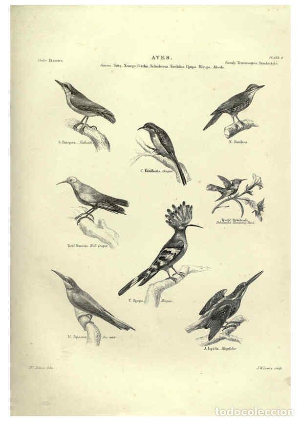 Collezionismo di Riviste e Giornali: Reproducci&oacute;n/Reproduction 6053336862: Illustrations of zoology Glasgow,John Joseph Griffin and Co.,;