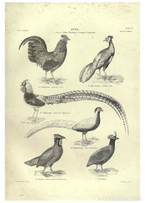 Collezionismo di Riviste e Giornali: Reproducci&oacute;n/Reproduction 6052787663: Illustrations of zoology Glasgow,John Joseph Griffin and Co.,;