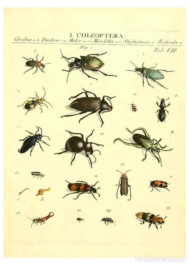 Collezionismo di Riviste e Giornali: Reproducci&oacute;n/Reproduction 6053195146: Genera insectorum Linnaei et Fabricii iconibus illustrata. c.1