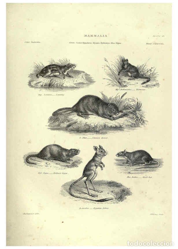 Collezionismo di Riviste e Giornali: Reproducci&oacute;n/Reproduction 6052781257: Illustrations of zoology Glasgow,John Joseph Griffin and Co.,;