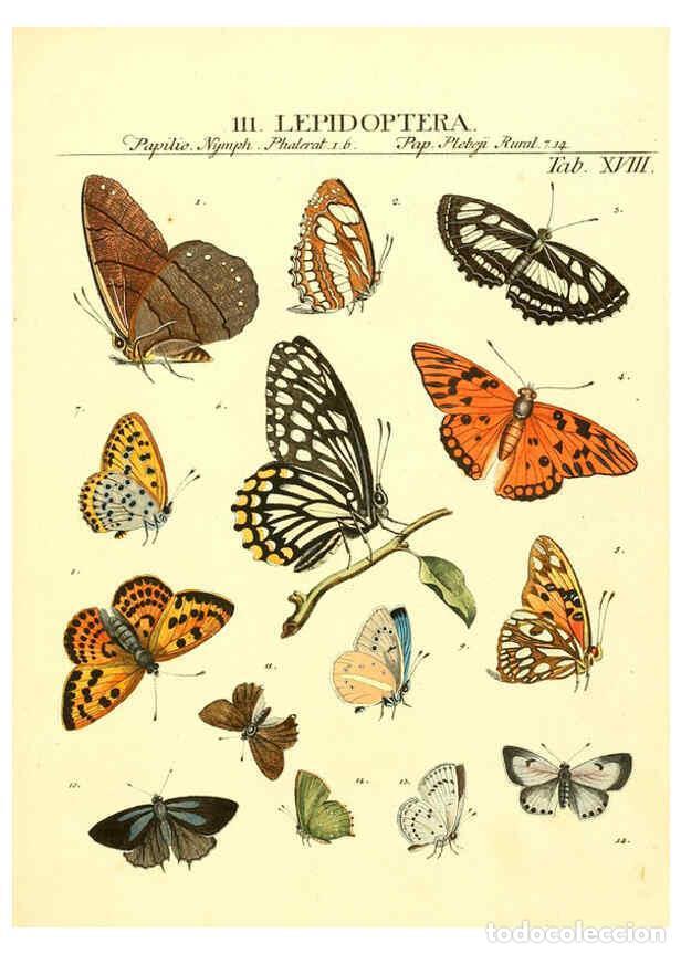 Collezionismo di Riviste e Giornali: Reproducci&oacute;n/Reproduction 6053200730: Genera insectorum Linnaei et Fabricii iconibus illustrata. c.1
