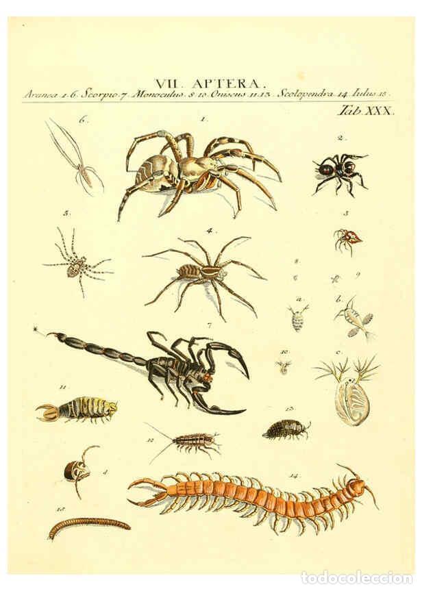 Collezionismo di Riviste e Giornali: Reproducci&oacute;n/Reproduction 6052654047: Genera insectorum Linnaei et Fabricii iconibus illustrata. c.1