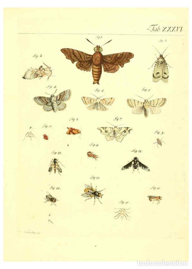 Collezionismo di Riviste e Giornali: Reproducci&oacute;n/Reproduction 6052656043: Genera insectorum Linnaei et Fabricii iconibus illustrata. c.1
