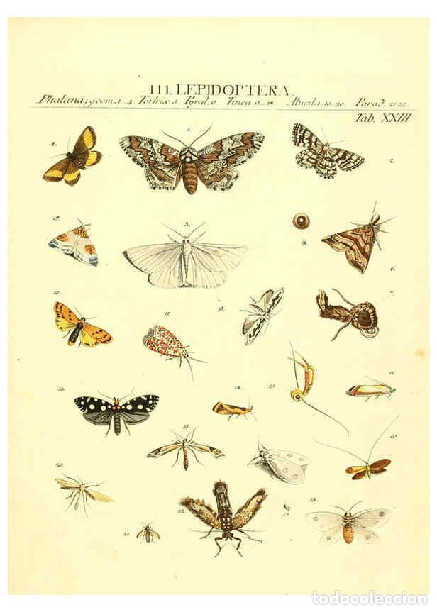 Collezionismo di Riviste e Giornali: Reproducci&oacute;n/Reproduction 6052651667: Genera insectorum Linnaei et Fabricii iconibus illustrata. c.1