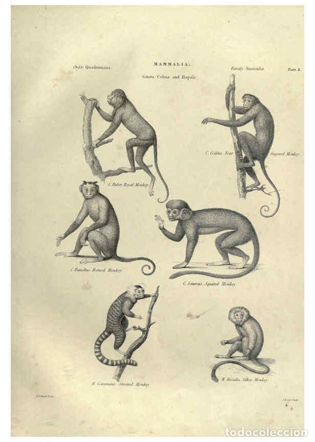 Collezionismo di Riviste e Giornali: Reproducci&oacute;n/Reproduction 6052777611: Illustrations of zoology Glasgow,John Joseph Griffin and Co.,;