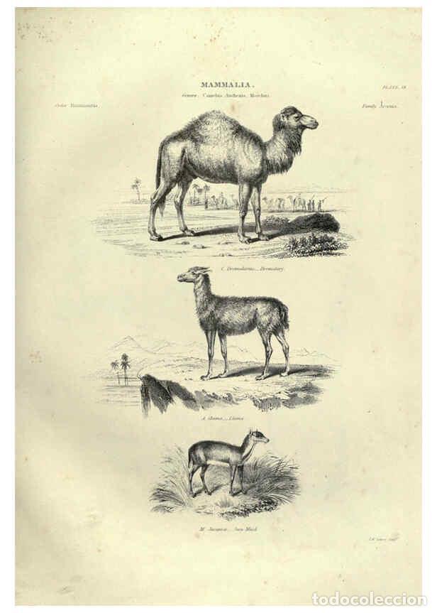 Collezionismo di Riviste e Giornali: Reproducci&oacute;n/Reproduction 6053333594: Illustrations of zoology Glasgow,John Joseph Griffin and Co.,;