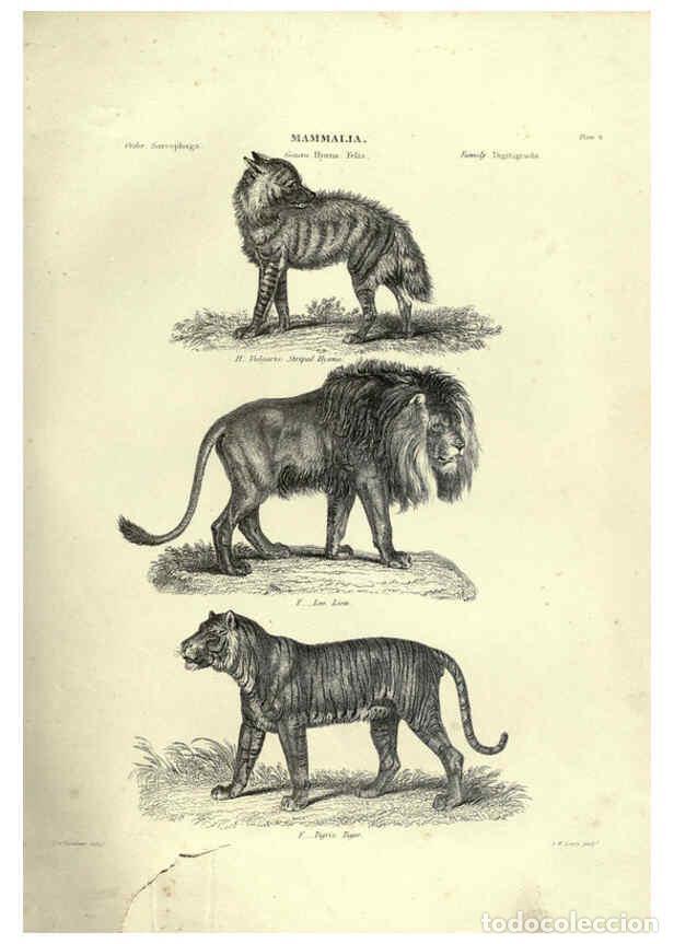Collezionismo di Riviste e Giornali: Reproducci&oacute;n/Reproduction 6052779683: Illustrations of zoology Glasgow,John Joseph Griffin and Co.,;