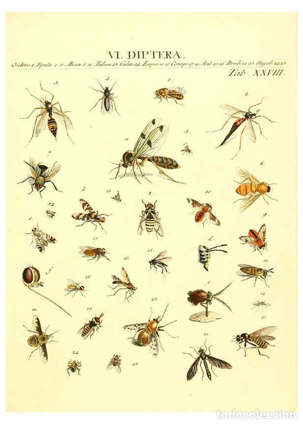 Collezionismo di Riviste e Giornali: Reproducci&oacute;n/Reproduction 6053204460: Genera insectorum Linnaei et Fabricii iconibus illustrata. c.1