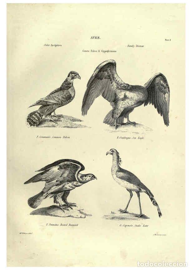 Collezionismo di Riviste e Giornali: Reproducci&oacute;n/Reproduction 6053335150: Illustrations of zoology Glasgow,John Joseph Griffin and Co.,;