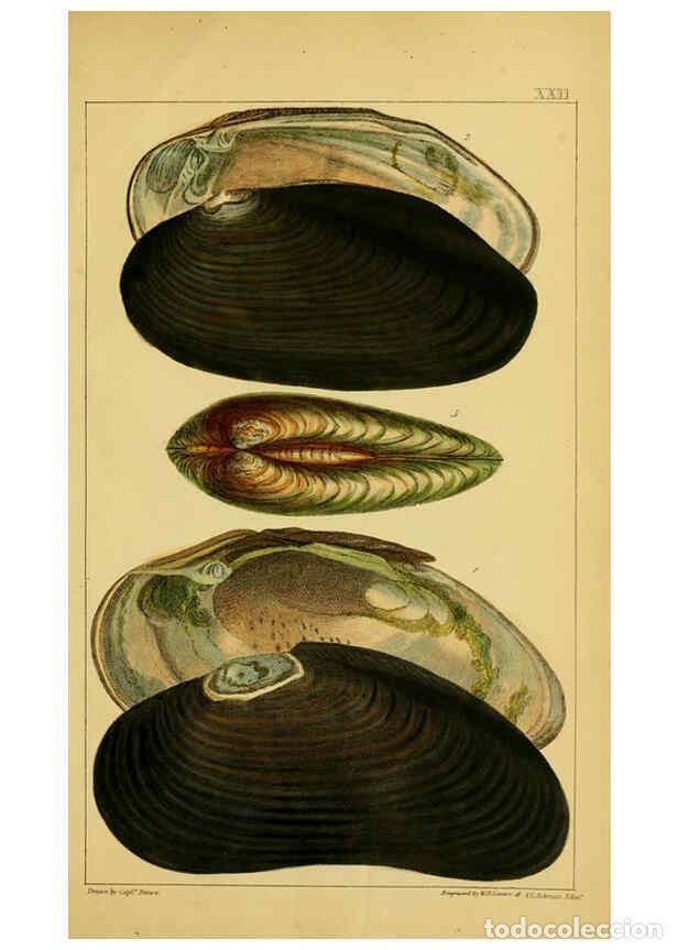 Collezionismo di Riviste e Giornali: Reproducci&oacute;n/Reproduction 6052403913: Illustrations of the land and fresh water conchology of Great