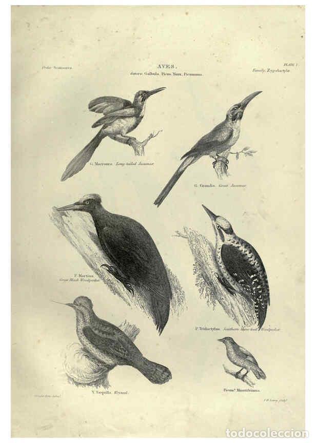 Collezionismo di Riviste e Giornali: Reproducci&oacute;n/Reproduction 6052787131: Illustrations of zoology Glasgow,John Joseph Griffin and Co.,;