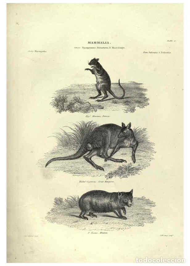 Collezionismo di Riviste e Giornali: Reproducci&oacute;n/Reproduction 6053331118: Illustrations of zoology Glasgow,John Joseph Griffin and Co.,;