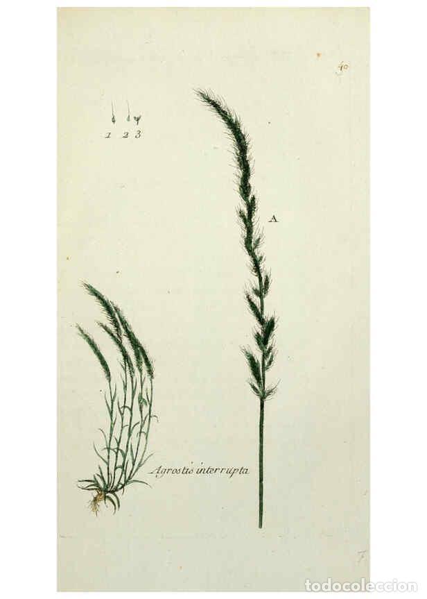 Collezionismo di Riviste e Giornali: Reproducci&oacute;n/Reproduction 6055476351: Flora Parisiensis. v.1. Paris,P.F. Didot,1776-1783 - Pierre Bu