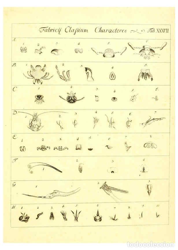 Collezionismo di Riviste e Giornali: Reproducci&oacute;n/Reproduction 6052656365: Genera insectorum Linnaei et Fabricii iconibus illustrata. c.1