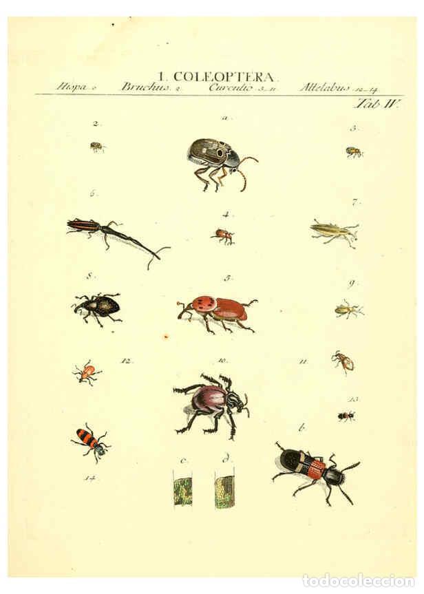 Collezionismo di Riviste e Giornali: Reproducci&oacute;n/Reproduction 6053193610: Genera insectorum Linnaei et Fabricii iconibus illustrata. c.1