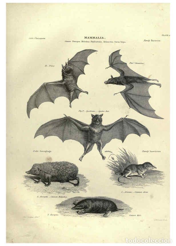 Collezionismo di Riviste e Giornali: Reproducci&oacute;n/Reproduction 6052778047: Illustrations of zoology Glasgow,John Joseph Griffin and Co.,;