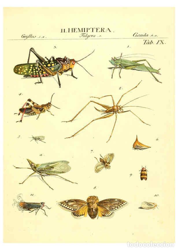 Collezionismo di Riviste e Giornali: Reproducci&oacute;n/Reproduction 6052645341: Genera insectorum Linnaei et Fabricii iconibus illustrata. c.1